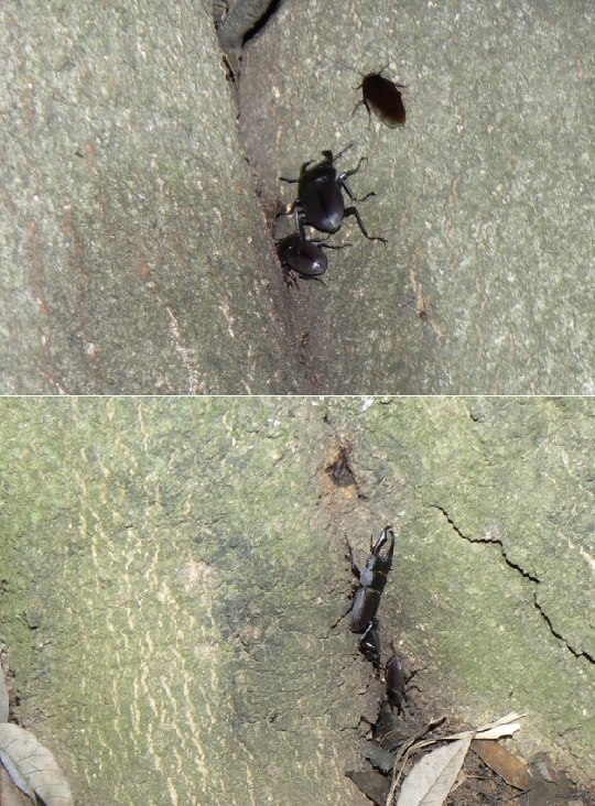 シラカシ_コクワガタ 根元と幹(二股に分かれたところ)に群れる_2021年5月24日20時頃 23度